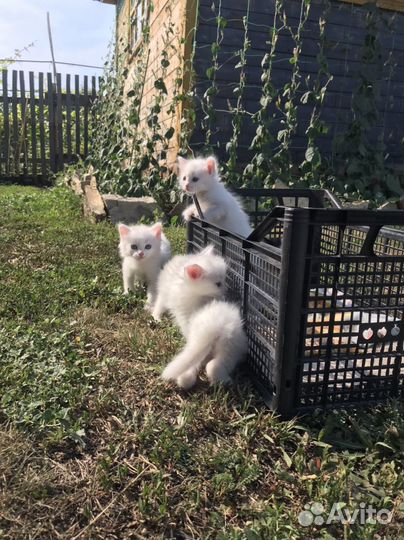 Котята белые девочки 2 мес