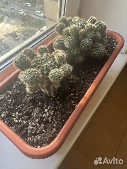 Кактусы и суккуленты