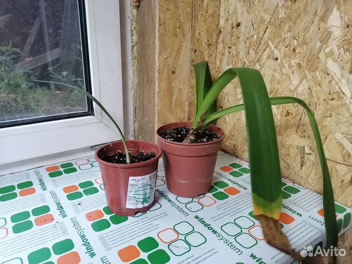 Гиппиаструм