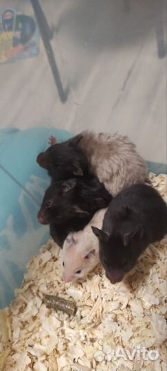 Сирийский хомяк