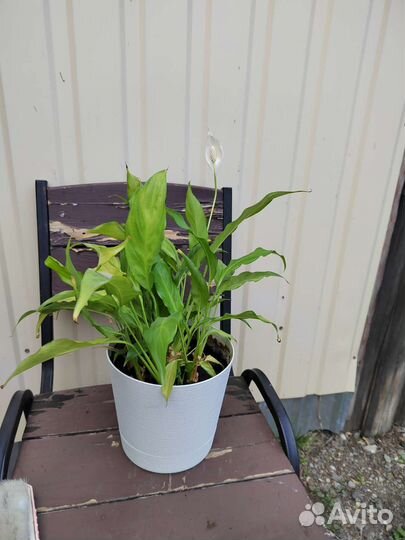 Женское счастье спатифиллум