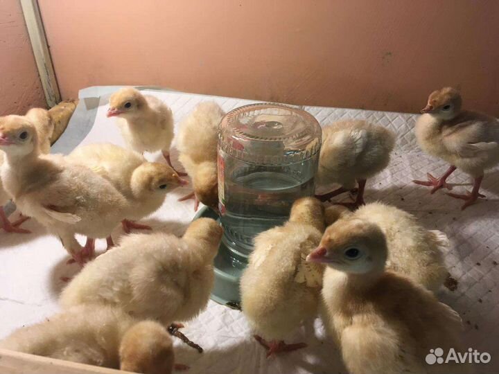 Индюки цыплята
