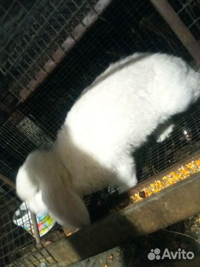 Кролики на мясо