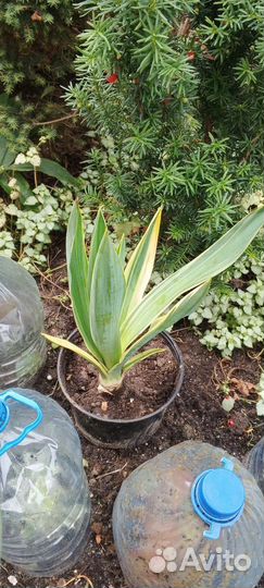 Юкка вариегатная садовая, зверобой декоративный