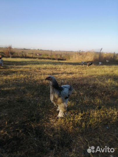 Петух брама