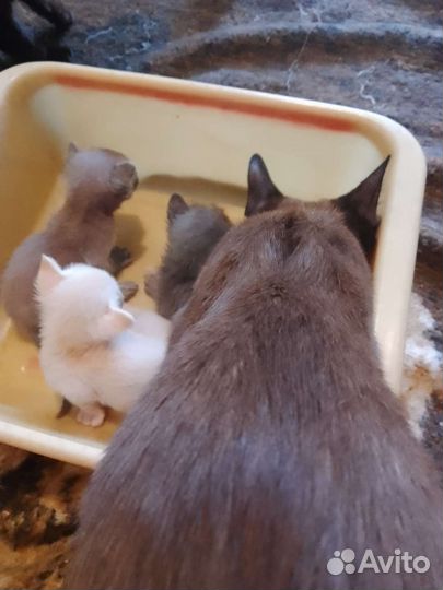 Бурманские котята