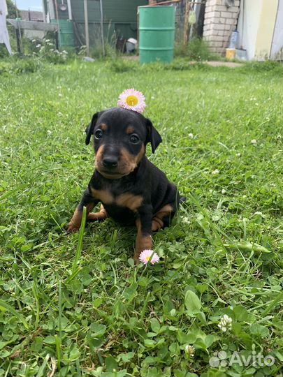 Цвергпинчер