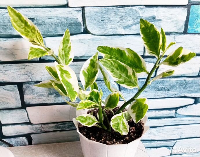 Педилантус