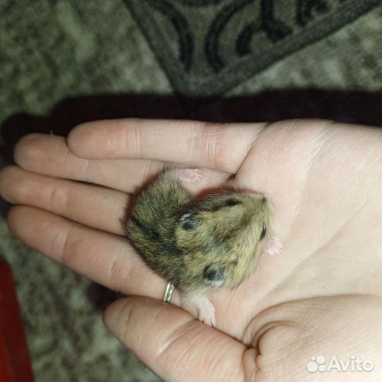 Джунгарский хомяк