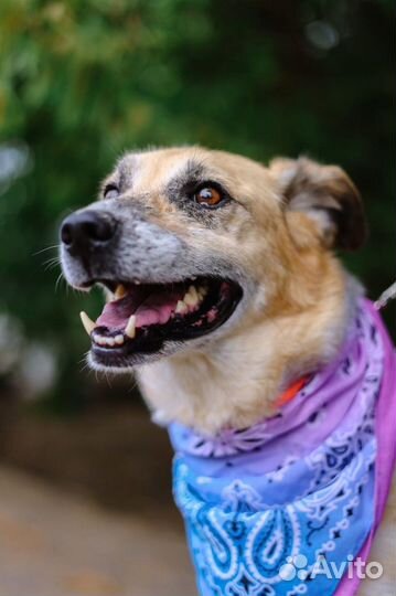 Собака в добрые руки отдам бесплатно
