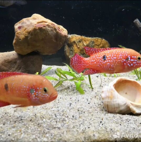 Хромис красавец