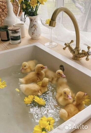 Фотодень с утятами фотосессия детский фотограф