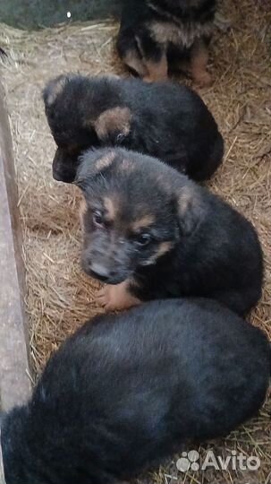 Щенки немецкой овчарки