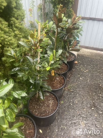 Магнолия вечнозеленая (грандифлора)