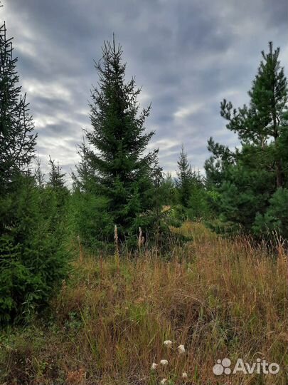 Саженцы Ель/Сосна обыкновенная