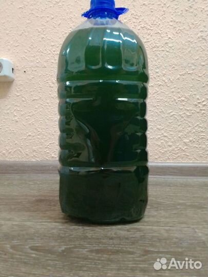 Суспензия Хлореллы