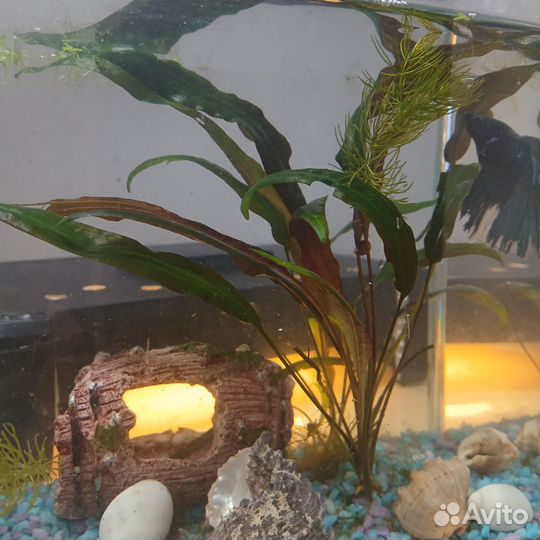 Растение в аквариумное