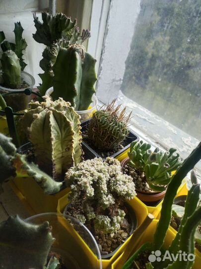 Кактус вариегатный