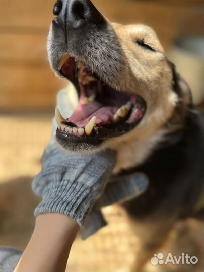 Помогите собаке из приюта