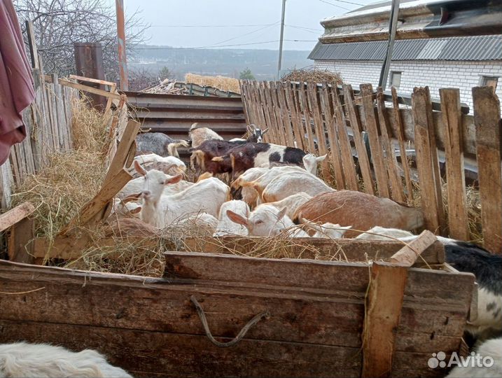 Зааненские, альпийские и нубийские козы и козлы