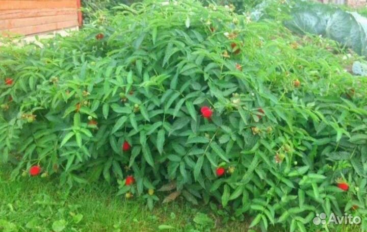 Тибетская малина саженцы