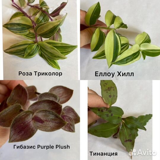Традесканции разных сортов.Комнатные растения