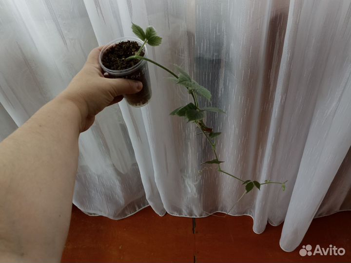 Комнатные растения