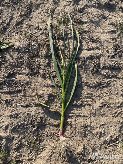 Чеснок Любаша для осенней посадки