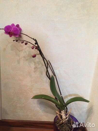 Орхидея фаленопсис