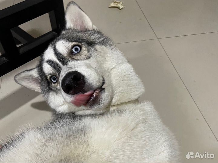 Погуляю с вашей собакой, выгул собак