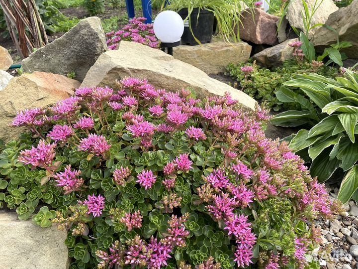 Цветы, саженцы для альпийской горки