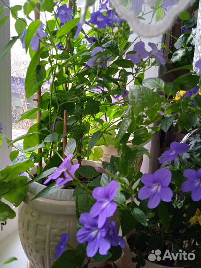 Комнатные цветы