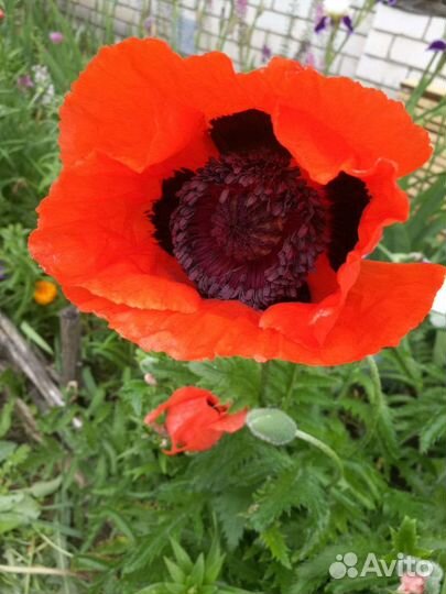 Очиток, мак садовый, ирисы королевские, флокс