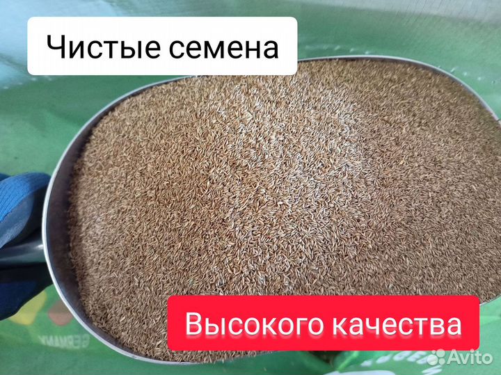 Газонная трава мятлик