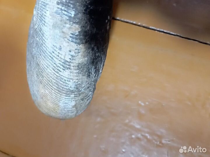 Окаменелый аммонит