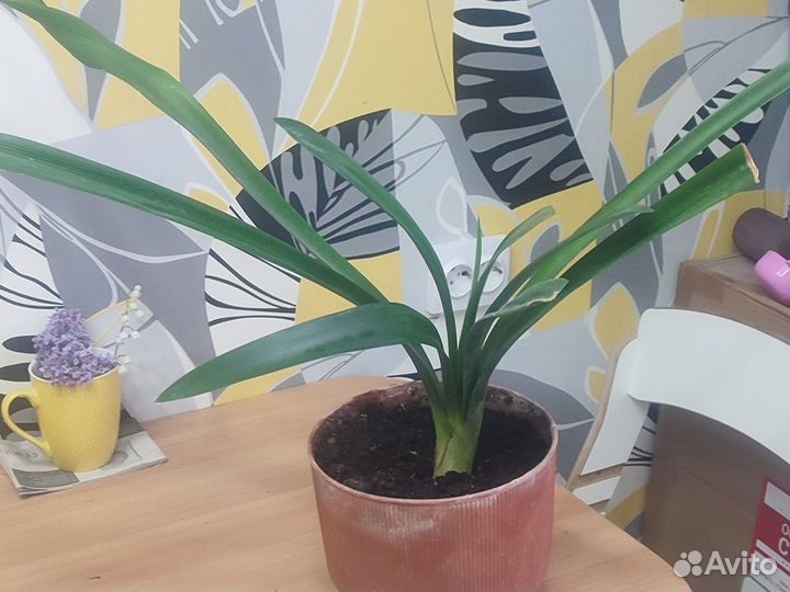 Комнатные цветы кливия