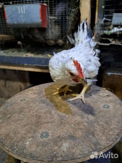 Карликовые кохинхины,карликовые курочки и петушки