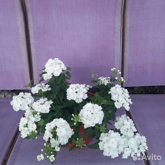 Вербена вегетативная