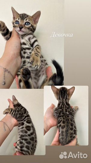 Бенгальские котята