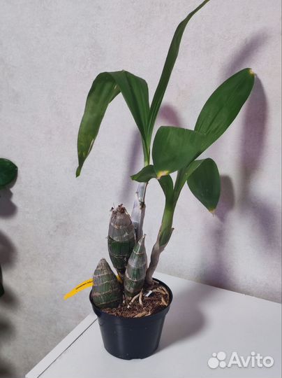 Орхидея 57FDK after dark bakers Black hole