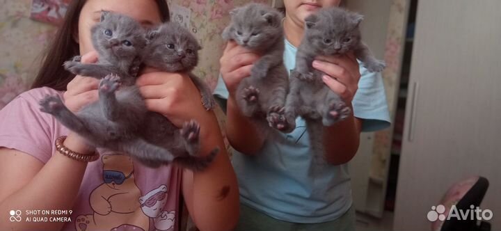 Британская