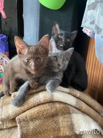 Котята в добрые руки