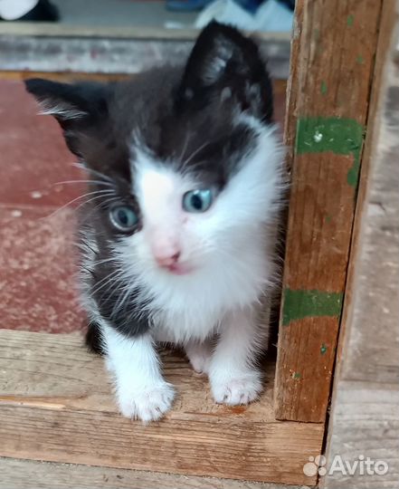5 котят. Приходите