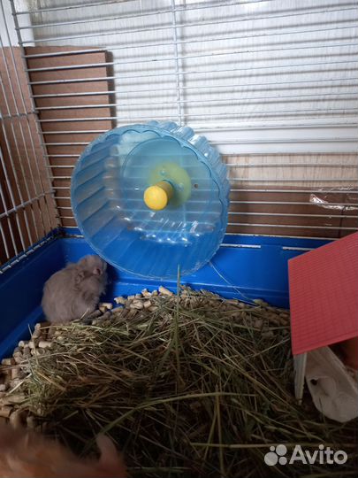 Хомяки сирийские и джунгарские