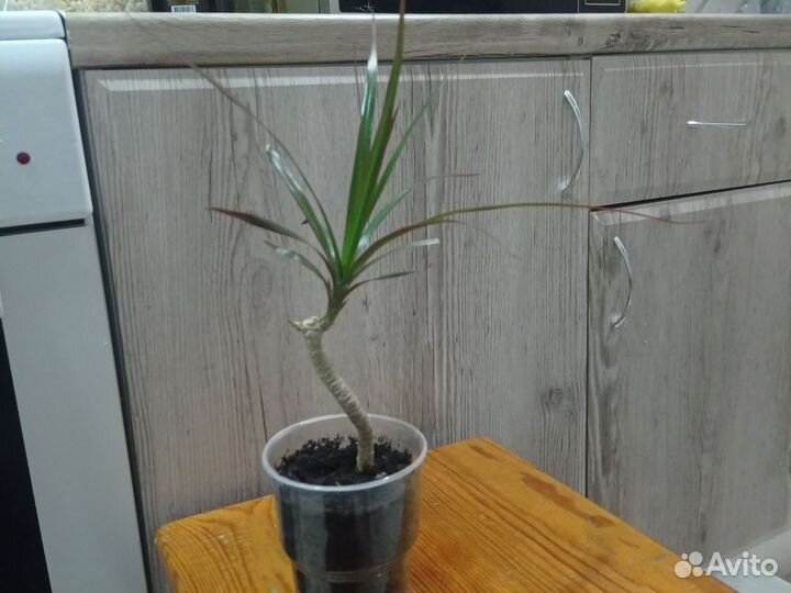 Драцена окаймленная