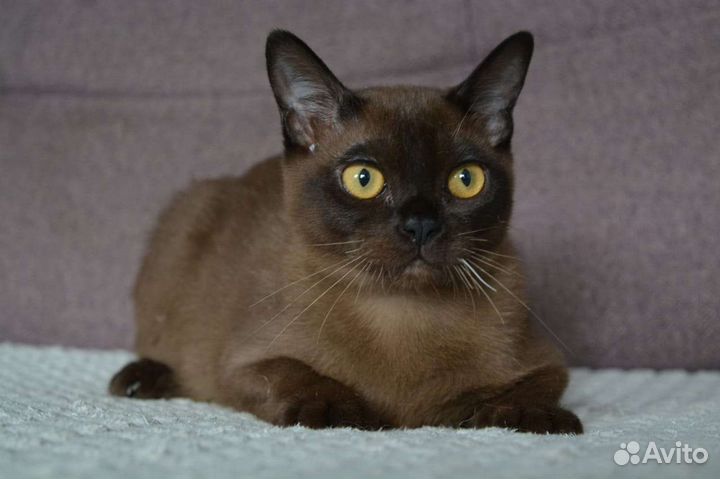 Котята американской бурмы