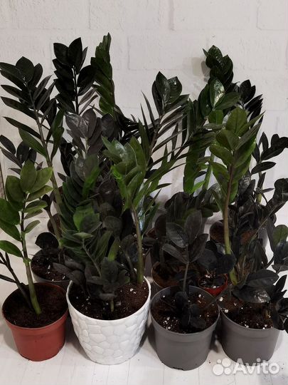 Чернее чёрного - замиокулькас Довон (Dovon) лист