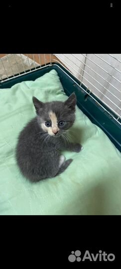 Девочка 1,5 мес