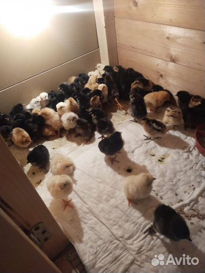 Суточные цыплята несушки
