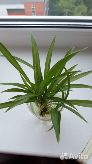 Хлорофитум